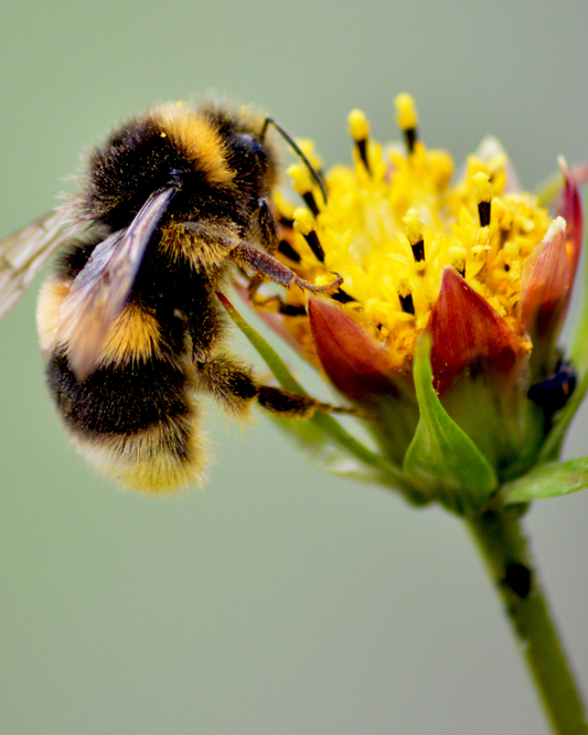 Bee Happy | Bee Friendly Plants for Your Ottawa Gardens