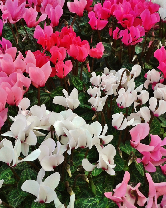 Caring for Your Cyclamen Plant | Seasonal Plant Care Series by Ottawa's Garden Centre
