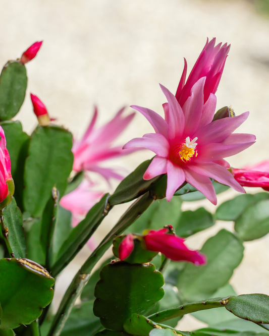 Caring for Your Easter, Thanksgiving & Christmas Cactus Plant | Seasonal Plant Care Series