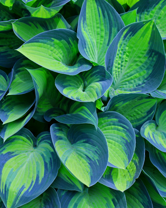 Hooray for Hostas | Drought Tolerant, Shade Loving & Gorgeous All Summer Long