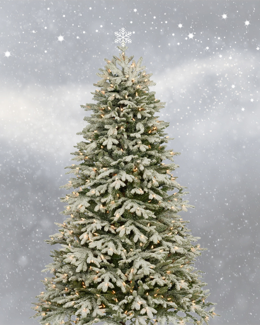 The 5 Best Tips for Caring for Your Live Christmas Tree | Keep the Holiday Spirit Evergreen