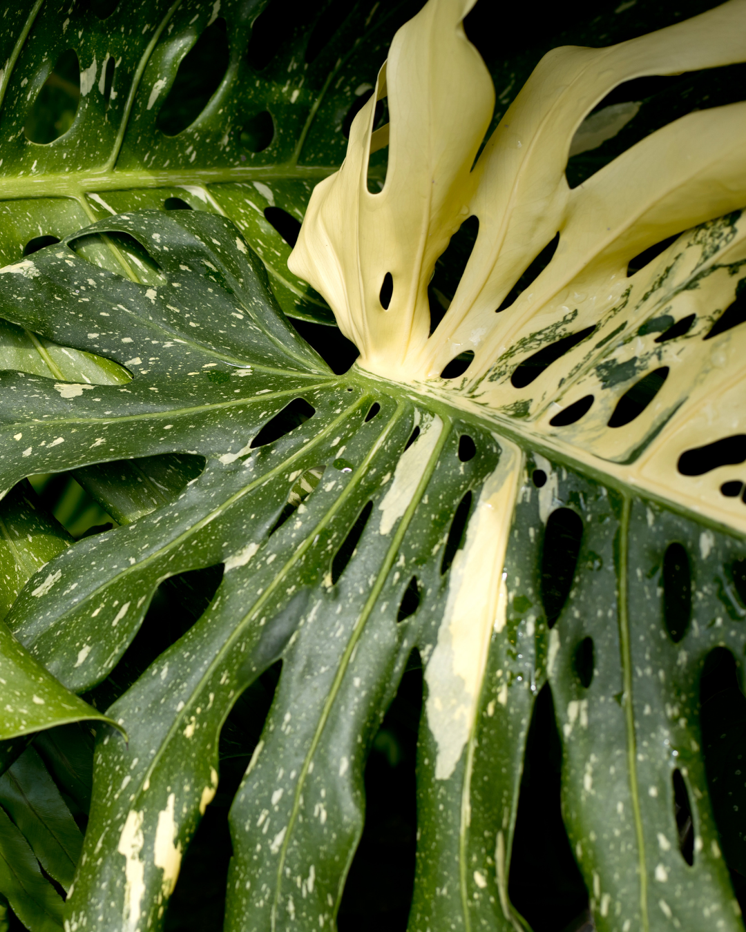 Monstera Deliciosa Plant by Ottawa's Garden Centre