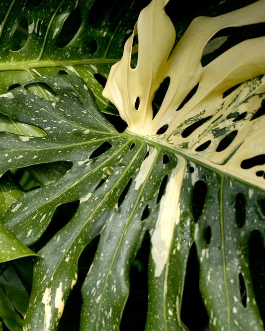 Monstera Deliciosa Plant by Ottawa's Garden Centre