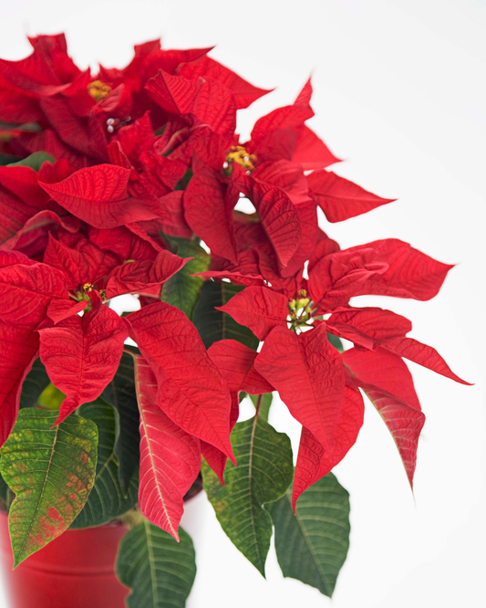 Did Your Poinsettia Survive the Holidays? Ottawa's Best Garden Centre