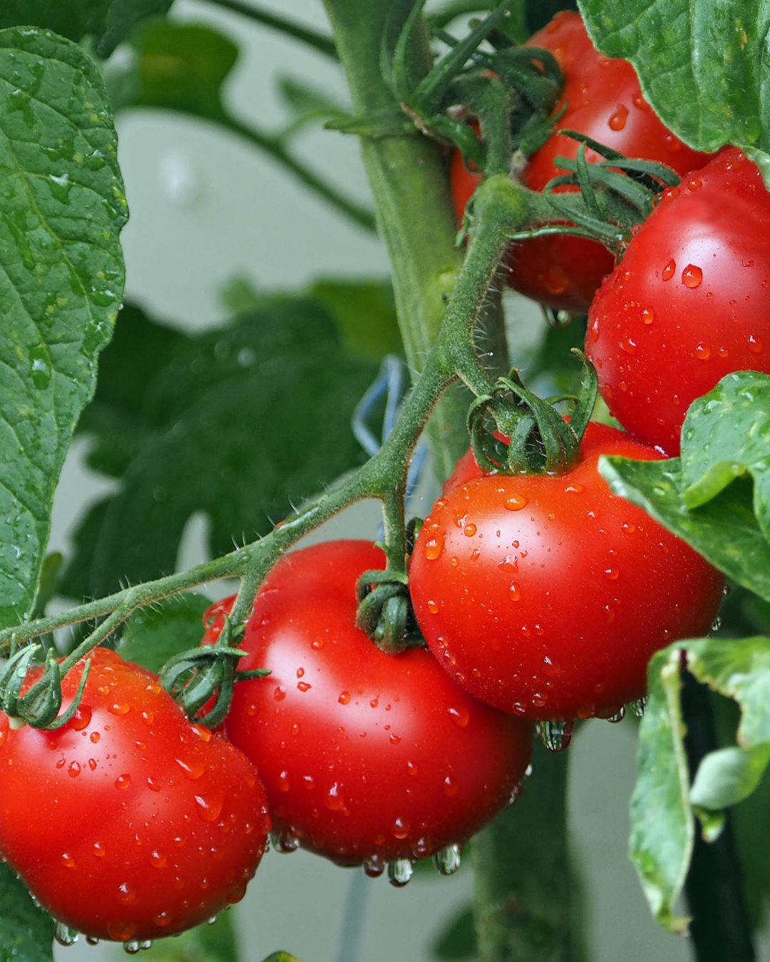 Breaking Down the Best Tomato Varieties for Your Needs