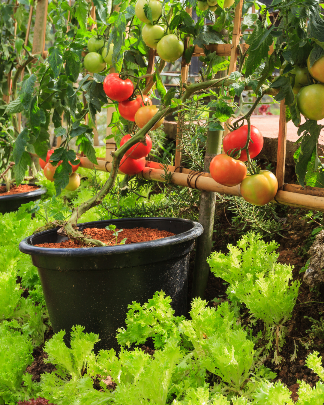 What is the Difference Between Bush and Vine Tomatoes?
