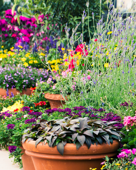 Easy Three Ingredient Beautiful Container Planting Recipe | Ottawa's Garden Centre