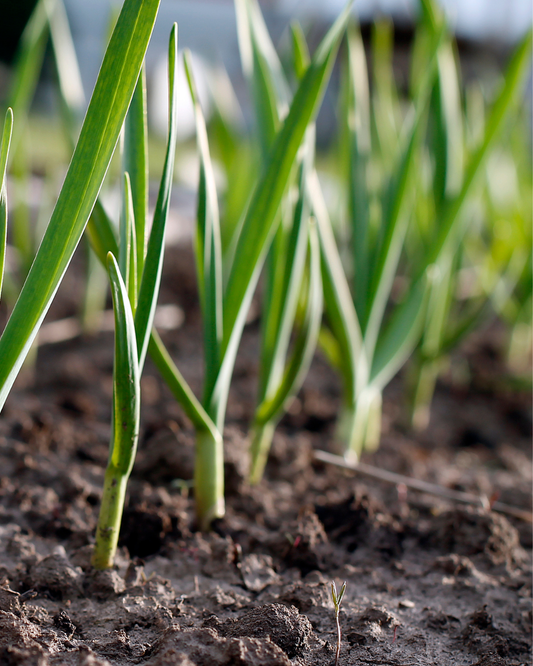 Tips for Growing Garlic in the Fall in Ottawa