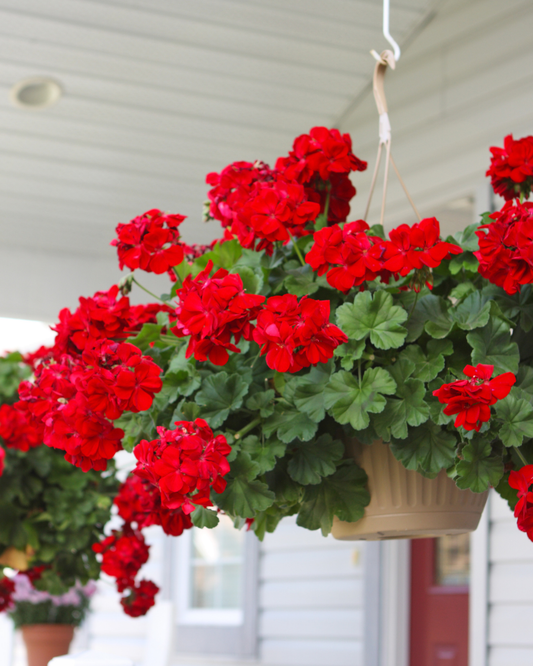 Proper Watering Techniques for your Trees, Shrubs & Hanging Baskets | Ottawa's Garden Centre