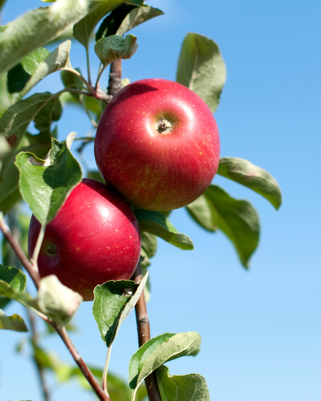 Homegrown Fresh Fruits, Vegetables & Herbs | by Ottawa's Best Garden Centre