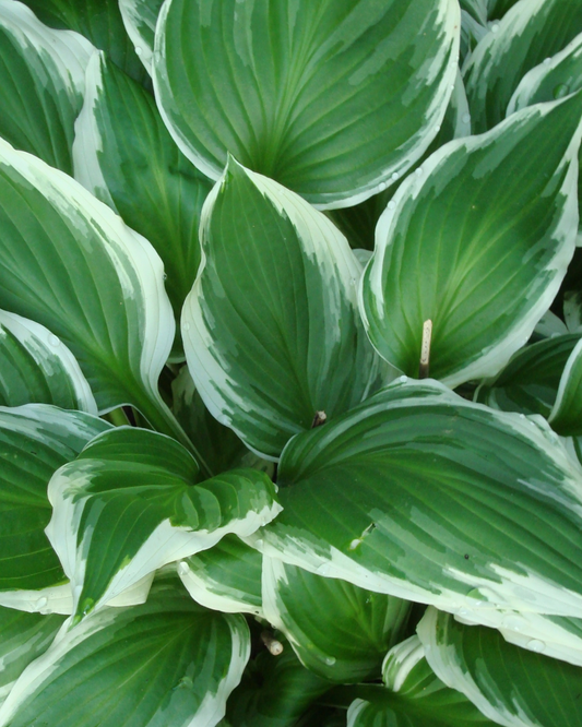 Hostas in Ottawa Ontario
