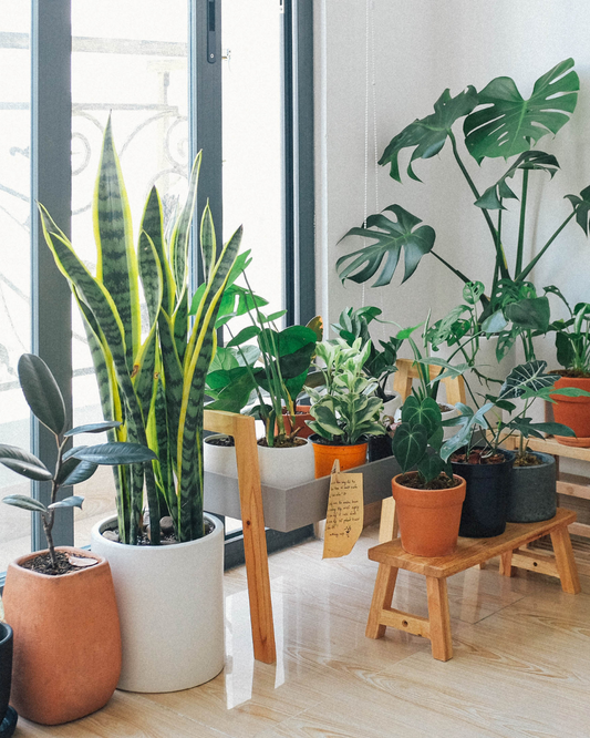 Care Guide for Your New Houseplant by Ottawa's Garden Centre