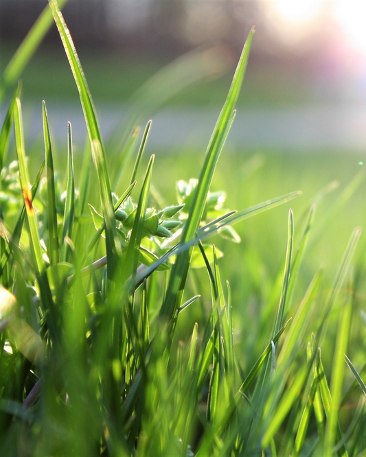 Lawn Care for Ottawa