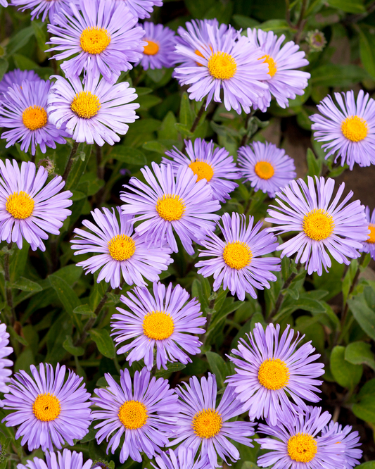 The Life of an Annual or Perennial Flower | The Long and Winding Road | Ottawa Garden Centre