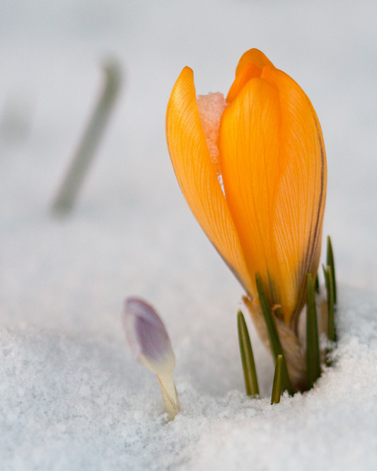 Winter Gardening Tips & Planning for Spring in Ottawa