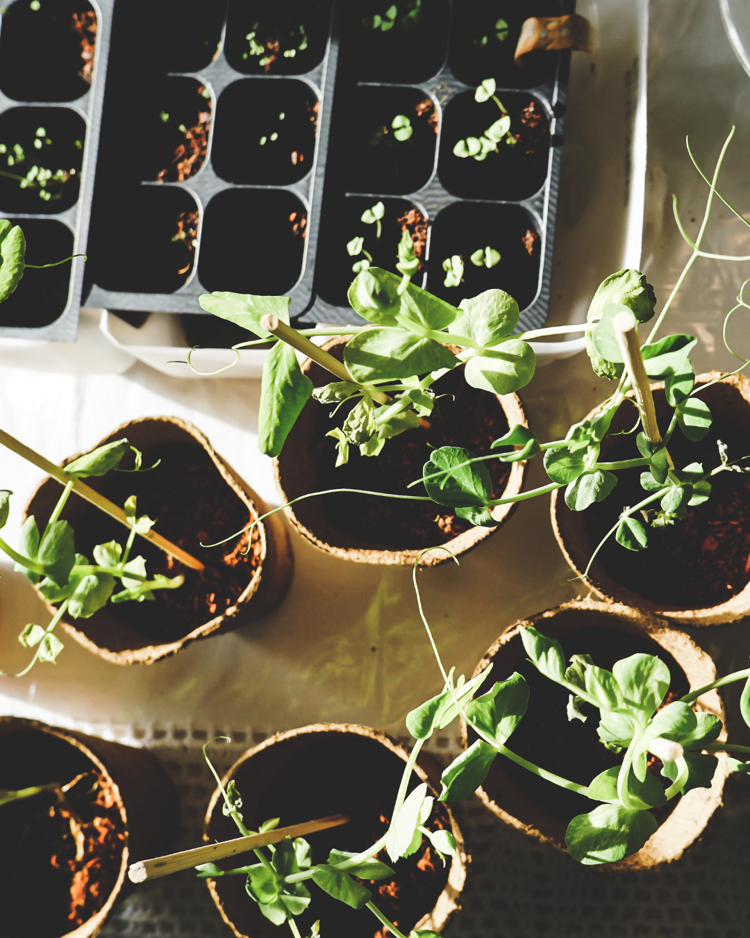 Easy Planting instructions from Ottawa's best garden centre