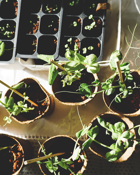 A Seed is a Promise | Best Tips on Growing & Sowing Seeds