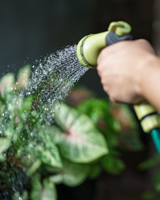 Proper Watering Techniques for your Trees, Shrubs & Hanging Baskets | Ottawa Garden Centre