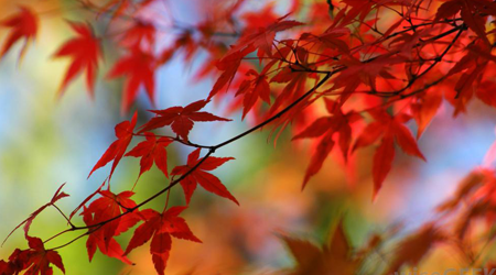 Japanese Maple Grows Well in the Brockville Area
