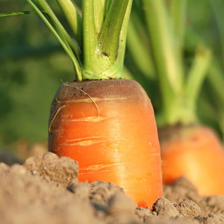 Shop | Vegetables | Gemmell's Garden Centre | Carrots