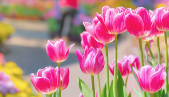 Spring has sprung and Gemmell's has all the helpful tips and advice to help you get your garden off to a stunning start right from the beginning.