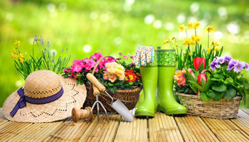 Novice gardener, or just starting out? Read on for our expert advice.