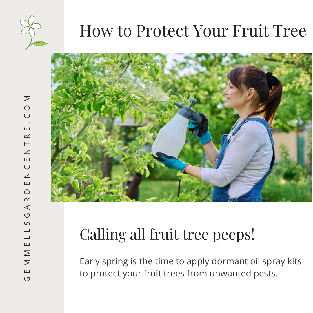 Tips for Protecting Your Fruit Tree | Gemmell's Garden Centre