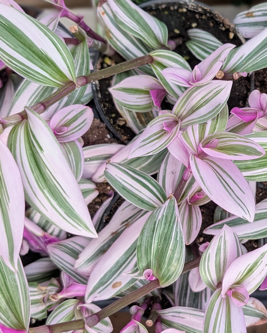 8 Health Benefits of Plants | Ottawa's Best Garden Centre
