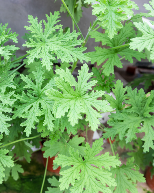 The Many Uses of the Citronella Plant | Tips from Ottawa's Best Garden Centre