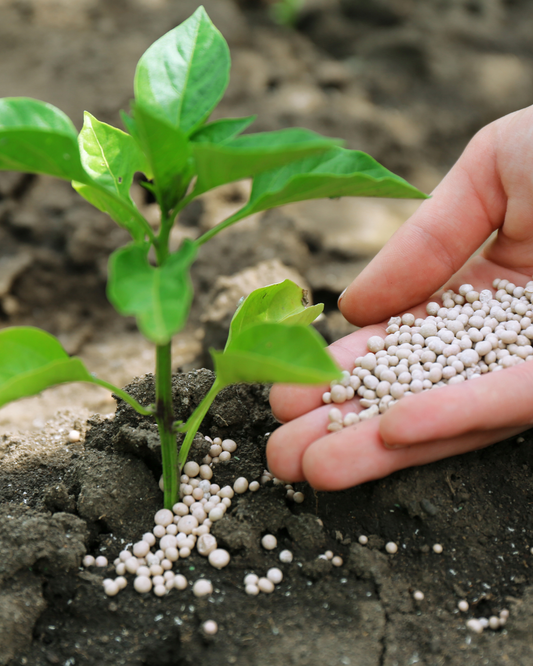 Fertilizer Has Changed | Why It Matters & What You Need to Know | Gardening in Ottawa