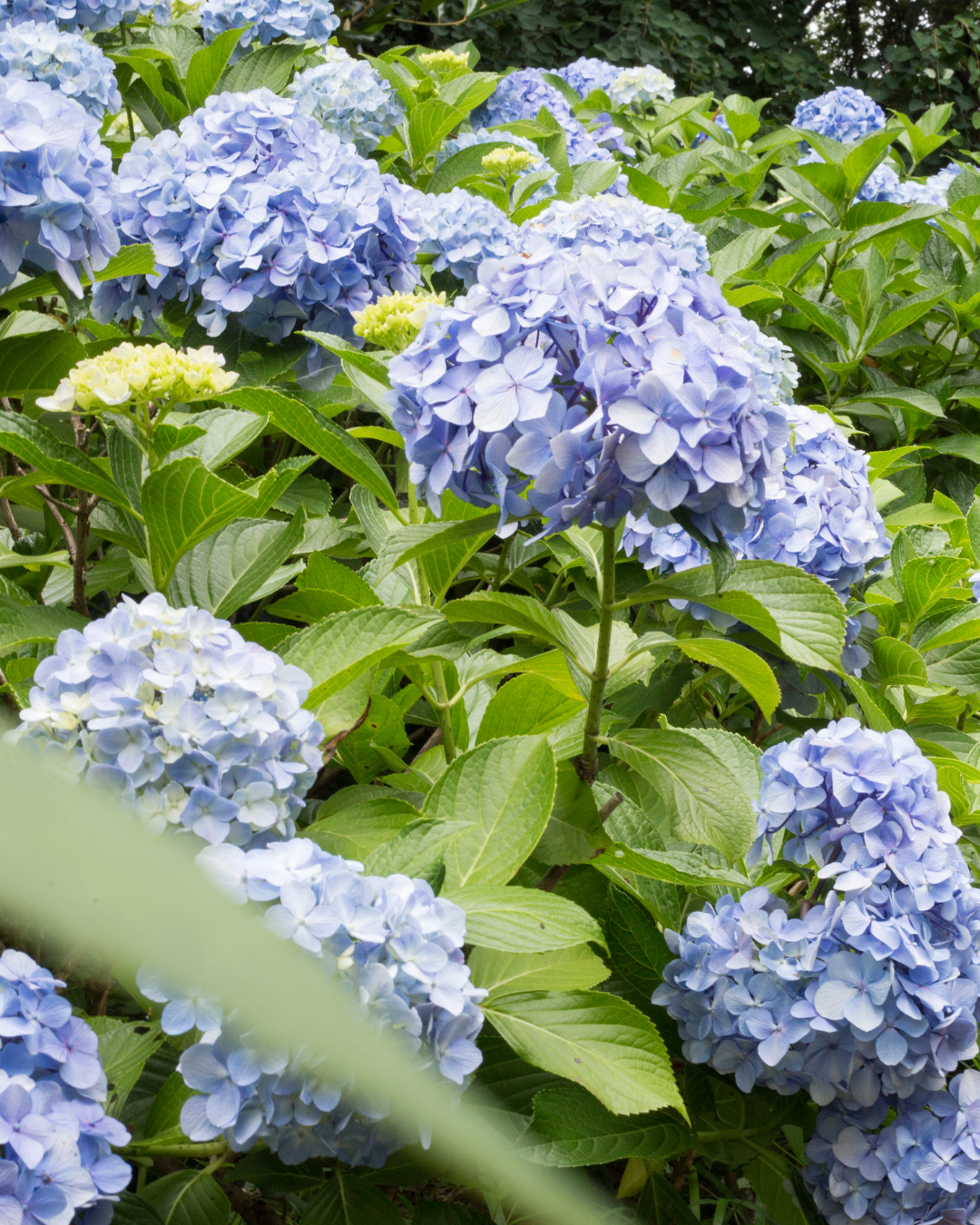 Link Hydrangea Hydrangeas: Tips for Planting & Caring for Your Type of Hydrangeas ...