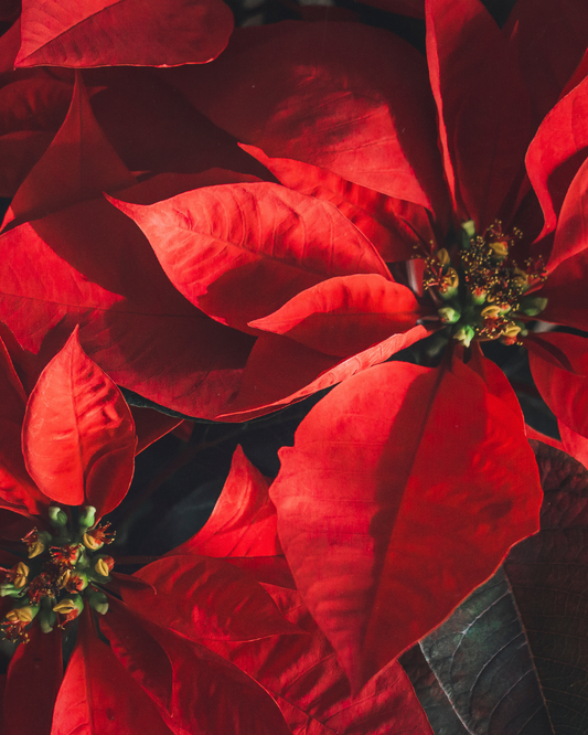 Poinsettias | Tips & Tricks for Caring for Your Holiday Plant