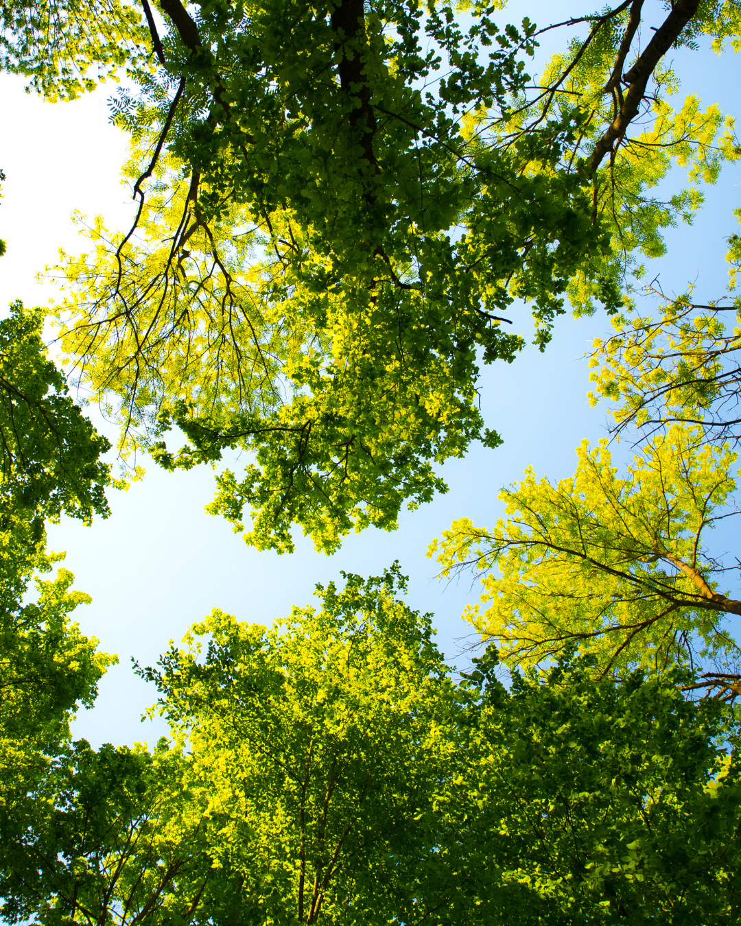 Benefits of Trees | For the Love of Trees | Ottawa Garden Centre