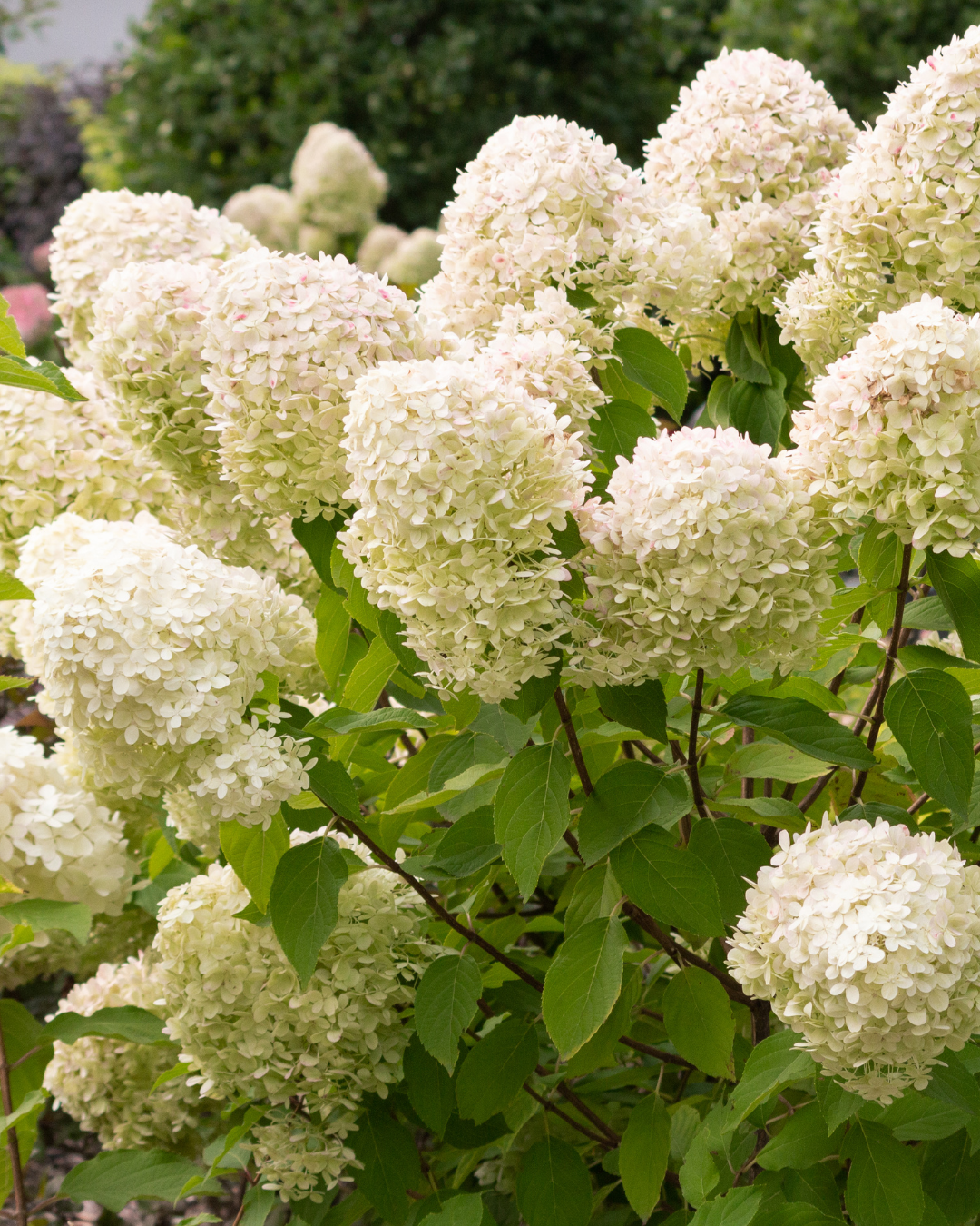 Top 10 Series | Best Shrubs for Your Ottawa Garden