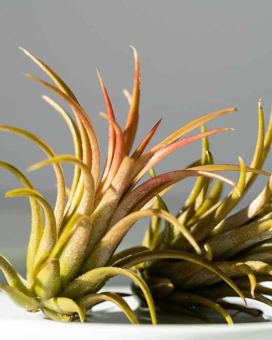 Succulents & Air Plants | Ottawa's Best Garden Centre