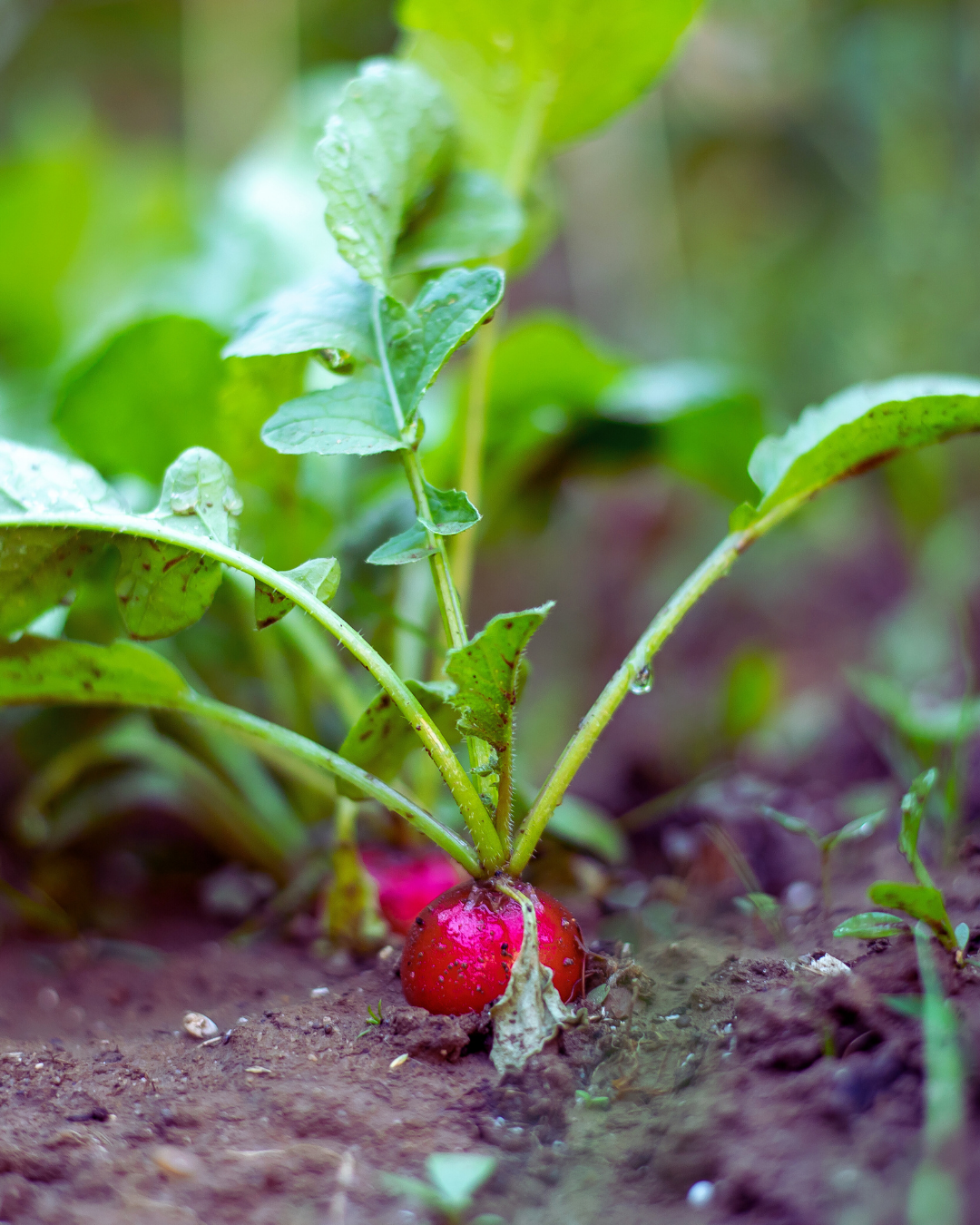 Cool Weather Crops, Soil & Seeding | Ottawa Planting 