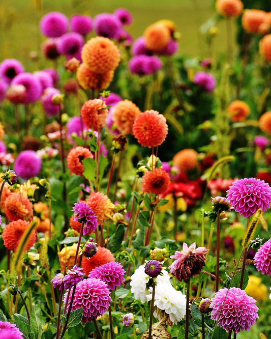 Autumn Joy: The Benefits of Fall Gardening | Ottawa Garden Centre