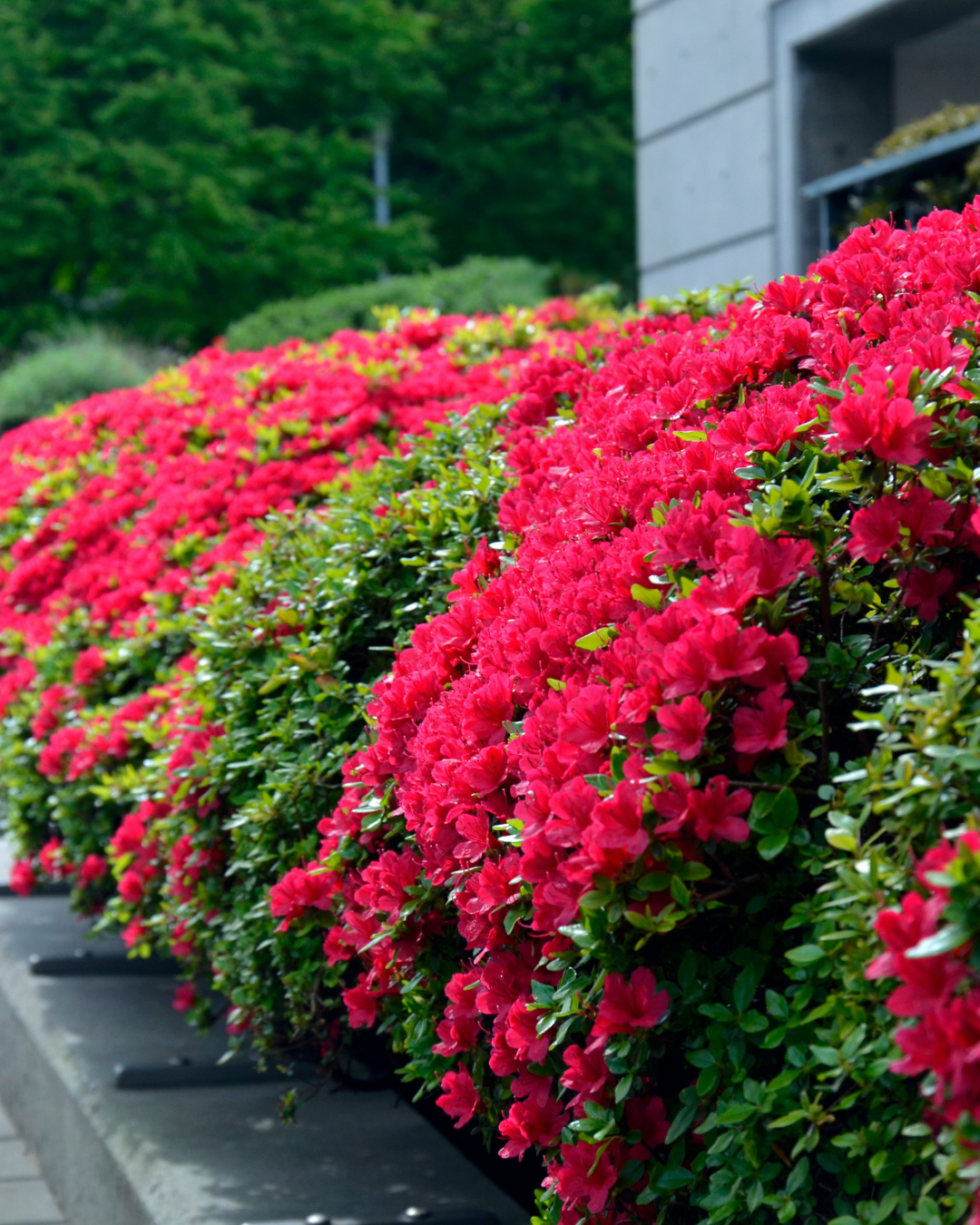 Best Flowering Shrubs for Your Garden This Summer | Ottawa's Best Garden Centre