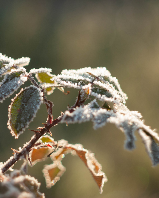 Fall Garden Tasks: Getting Your Garden Ready for Winter | Ottawa's Garden Centre