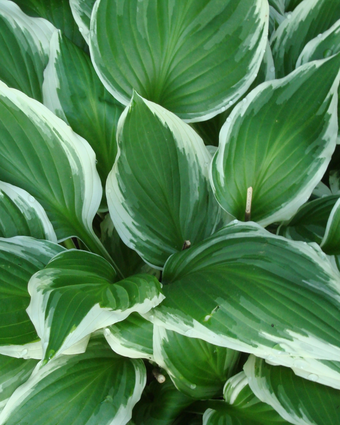 Hostas in Ottawa Ontario