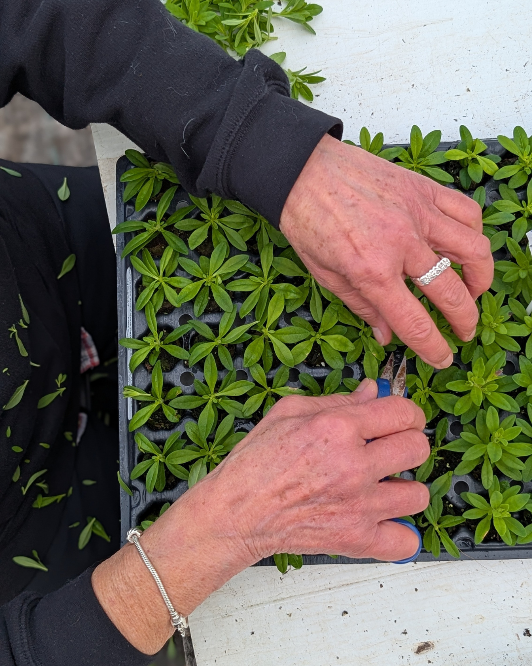 Best tips for growing seeds from Ottawa's best garden centre