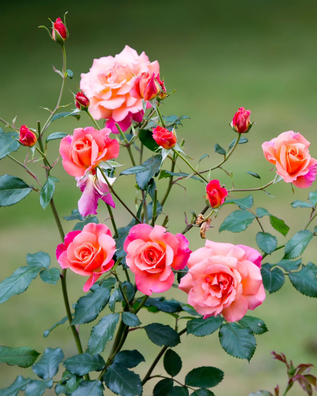 Ell Rose Stop & Smell the Roses | a Classic in Ottawa Gardens – gemmellsgardencentre