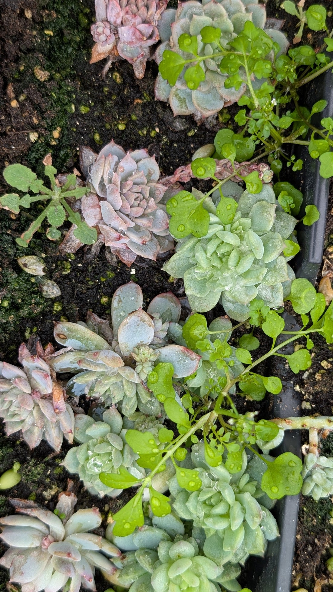 How to Make a Succulent Planter That Lasts: A Beginner-Friendly DIY with Liz Gemmell