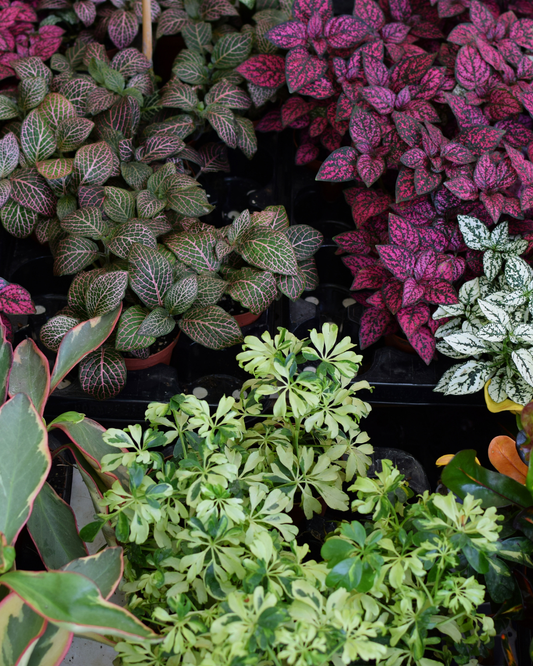 How to Care for Tropical Foliage Plants | by Ottawa's Best Garden Centre
