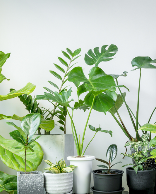 Expert Tips for Bringing Tropical Plants Indoors by Ottawa's Best Garden Centre