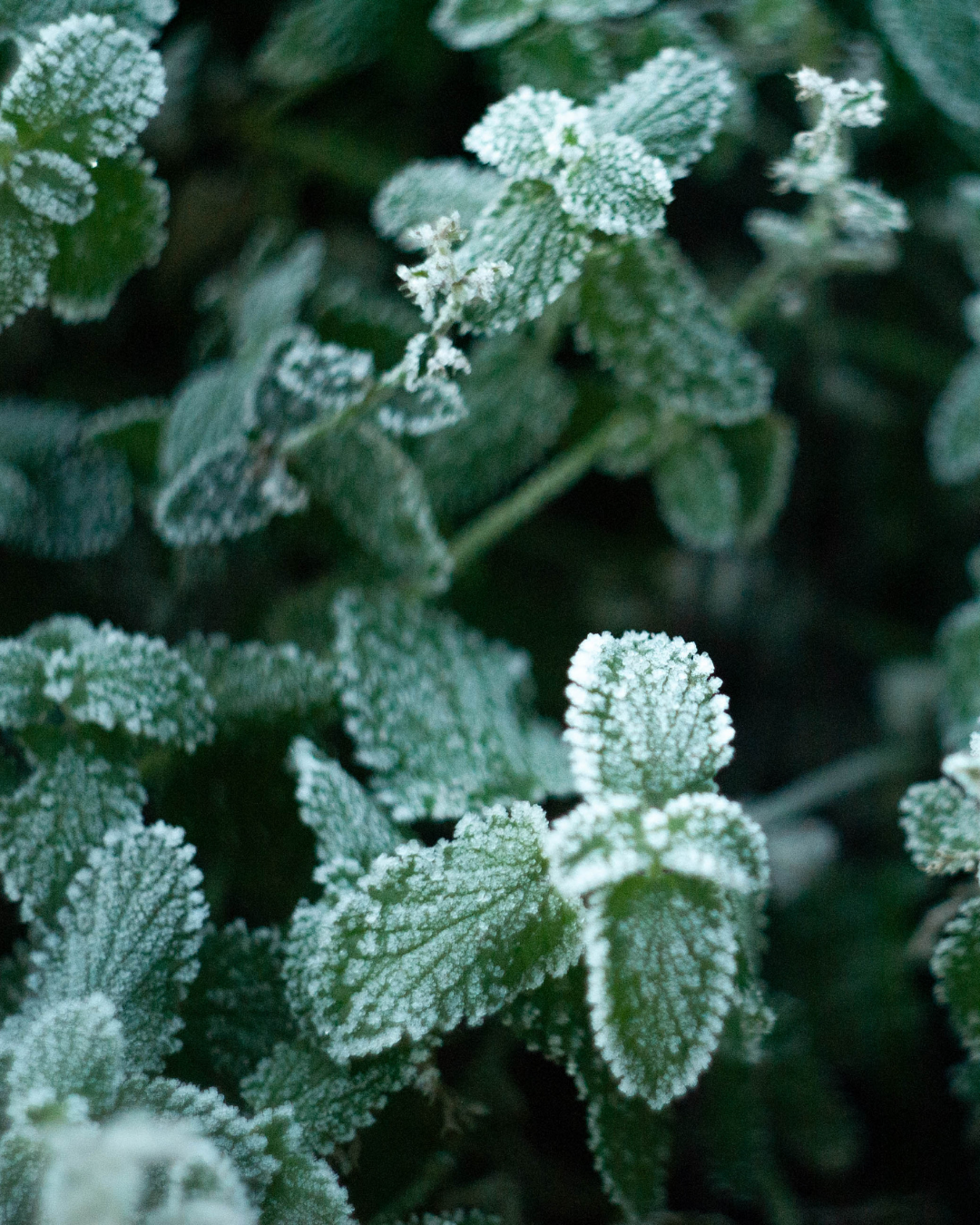 Winter Gardening in Ottawa