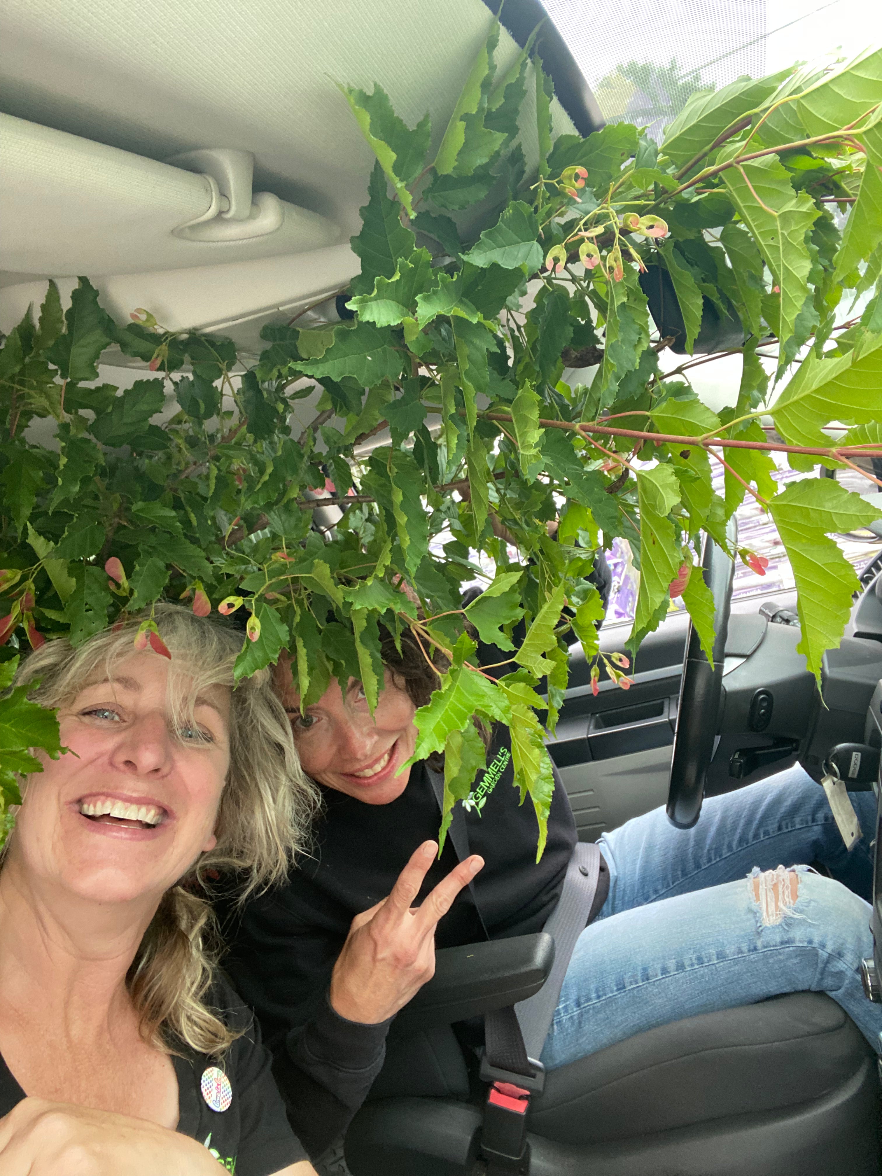 Delivering a tree from Gemmell's Garden Center in Smiths Falls