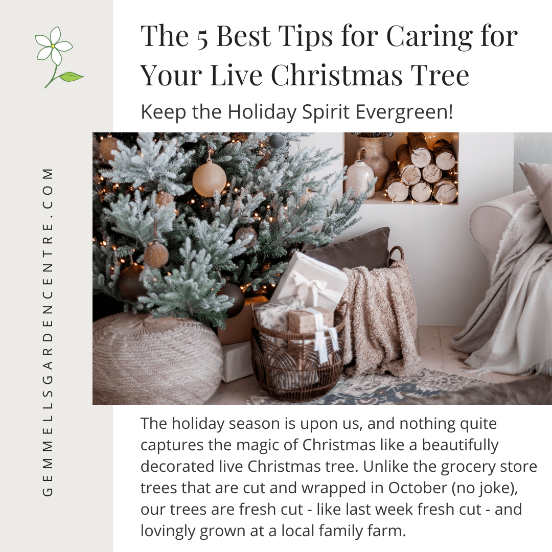 The 5 Best Tips for Caring for Your Live Christmas Tree Keep the Holiday Spirit Evergreen | Gemmell's Garden Centre