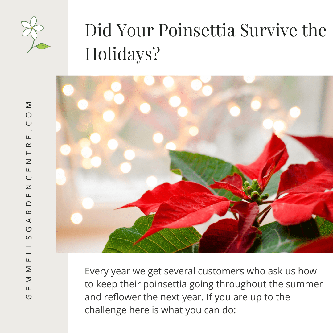 Did Your Poinsettia Survive the Holidays | Gemmell's Garden Centre