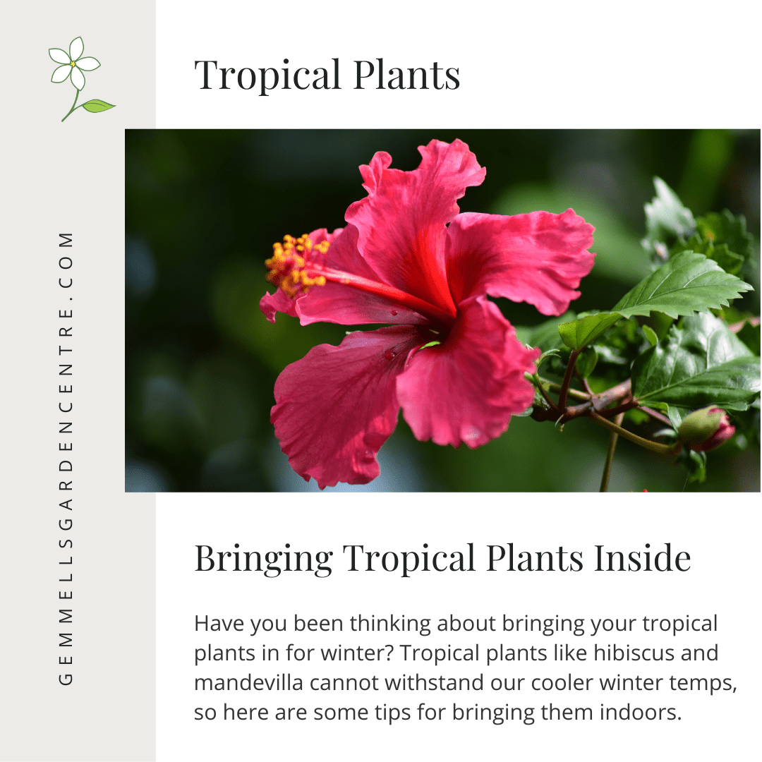 Bringing Tropical Plants Indoors | House Plants | Gemmell's Garden Centre